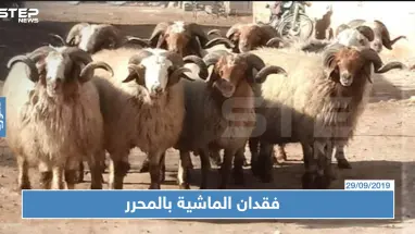 فقدان الماشية بالمناطق المحررة بسبب هيئة تحرير الشام؟