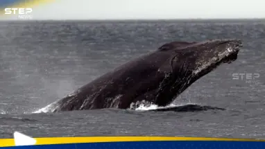 لأول مرة في التاريخ.. مكالمة بين حوت وعلماء استمرّ لـ20 دقيقة