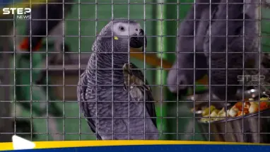 بعد أن خلفت وفيات.. ما هي "حمى الببغاء" وكيف تنتقل إلى البشر؟