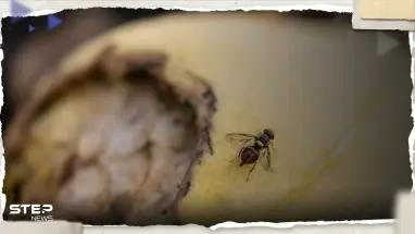 صدمة أصابت الأطباء.. العثور على ذبابة حية في أمعاء رجل مريض