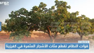 قوّات النظام تقطع مئات الأشجار المثمرة في كفرزيتا لبيعها في أسواق التعفيش!!