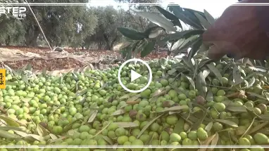 عدسة ستيب ترصد بدء موسم قطاف الزيتون في إدلب وسط صعوبات كبيرة يواجهها المزارعون هذا العام