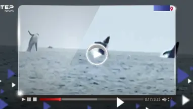 مشهد "نادر".. قفزة متزامنة لـ 3 حيتان بتناسق تام