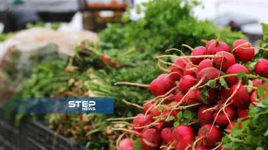 موجز أخبار الوضع السوري ليوم الأربعاء 13-02-2019