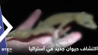 اكتشاف حيوان جديد في أستراليا.. وصحيفة: مثل التنين الصغير (شاهد)
