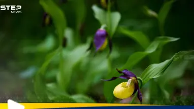 بعد انقراضها بـ 100 عام.. نوع جديد نادر من السحلبية البرية يظهر في المملكة المتحدة: أحدث الأخبار