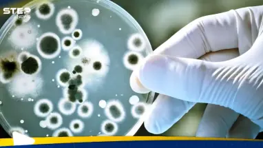 دراسة عربية تحذر من بكتيريا خطيرة في المنتجات البحرية: أحدث الأخبار