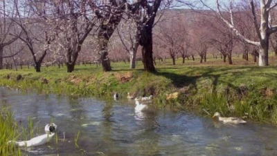دمشق