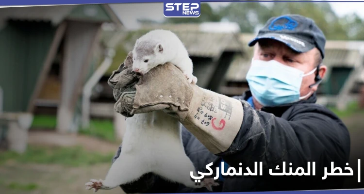 ظهور فيروس تاجي متحور في حيوان المنك الدنماركي وأكثر من 200 إصابة بشرية (صور)