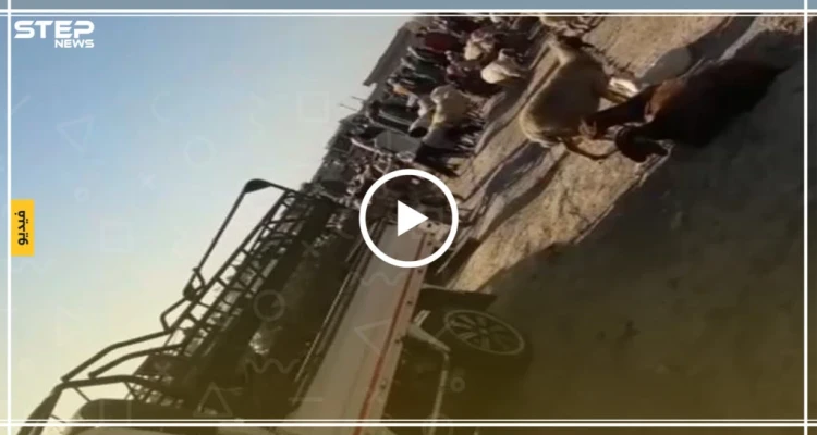 جولة لعدسة ستيب من سوق المواشي في قرية ابريهة بريف دير الزور (فيديو)