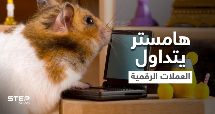 بالفيديو|| تعرف على الهامستر الذي أذهل العالم بتفوقه على البشر في تداول العملات الرقمية.. مالكه يكشف الأسرار بعد وفاته