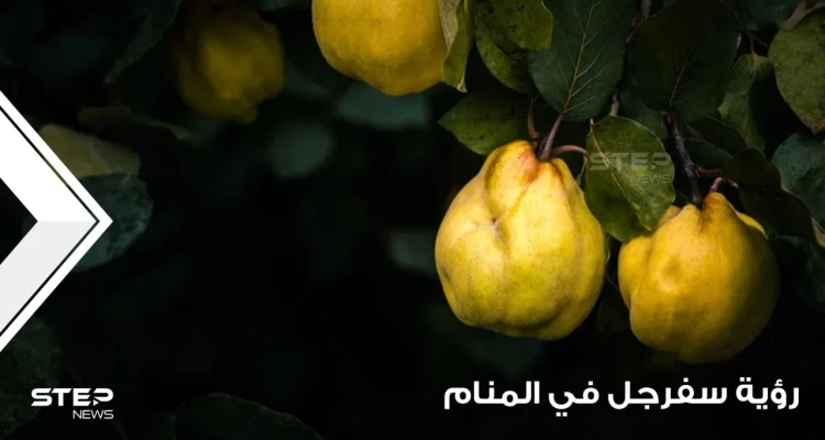 رؤية السفرجل في المنام وقطافها وجمعها وعصرها عند المعبرين