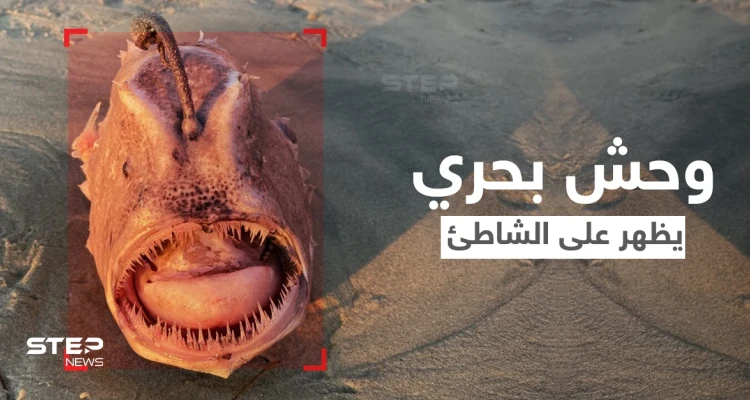 شاهد|| وحش بحري يمتلك خطماً مضيئاً لإغراء الأسماك الصغيرة وافتراسها يظهر على أحد الشواطئ