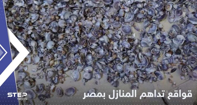 قواقع بحرية تداهم المنازل في مصر والسلطات تتحرك