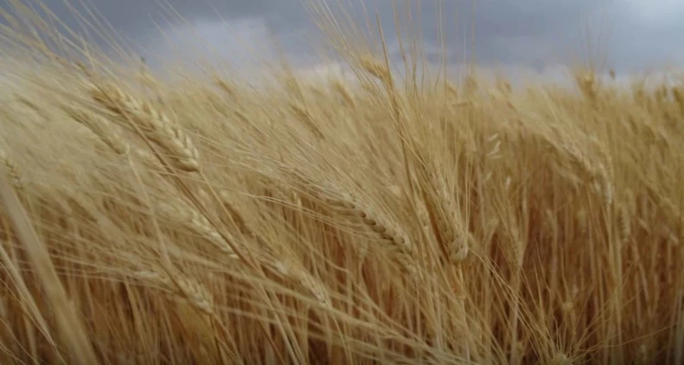 تحذيرات للحكومة المؤقتة من اندثار موسم القمح شمالي حماة