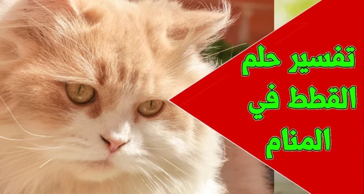 تفسير رؤيه القطط في المنام