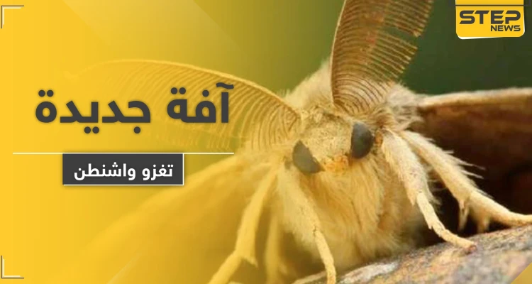 بعد كورونا والدبابير القاتلة.. آفة جديدة تهاجم واشنطن