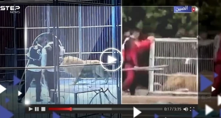 أسدان يهربان من السيرك وقت العرض.. شاهد ردة فعل الجمهور (فيديو)