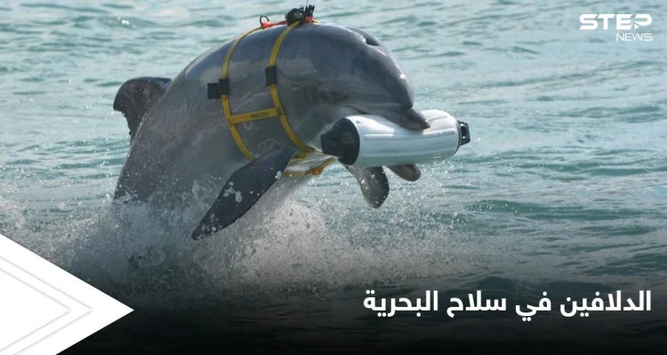 تجنيد الدلافين في سلاح البحرية.. من أغرب المشاريع السرية في أمريكا
