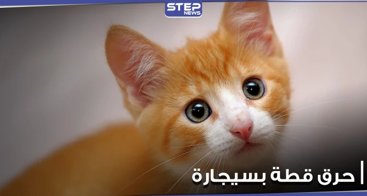 بالفيديو|| شاب يقوم بحرق قط بسيجارته وهو يضحك وآخر يركله بقدمه.. وأصوات تنادي بمحاسبتهما