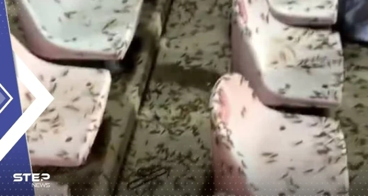 بعد انتشاره في مكة المكرمة.. بيان سعودي حول مخاطر الجراد النطاط على الإنسان والنبات
