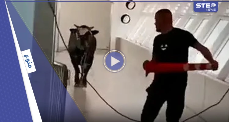 بالفيديو|| ثور يسطو على بنك إسرائيلي.. لقطات توثق نصف ساعة من الرعب