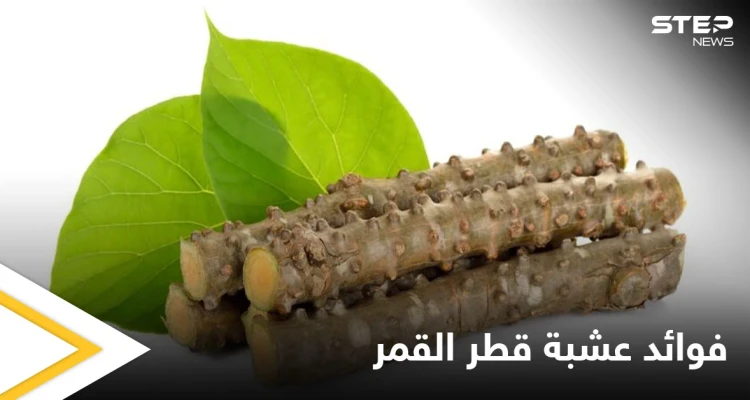 منها الفصام العظمي والجرب.. تعرف على الأمراض التي تعالجها عشبة قطر القمر والأضرار المحتملة لاستخدامها