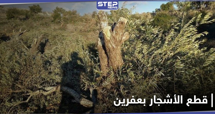 للتدفئة والتجارة.. أشجار الزيتون بعفرين تقطعها فصائل من "الجيش الوطني"