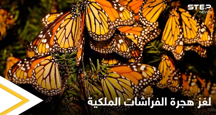 لغز هجرة الفراشات الملكية الذي حير العلماء ودورة حياتها الغريبة