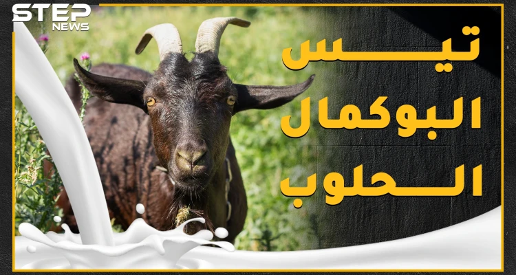 "تيس البوكمال الحلوب" سمعته عجزت عنها مشافي سوريا وامتلك هوية وبيان عائلي، ماذا تعرف عن حليب التيس المعجزة!؟