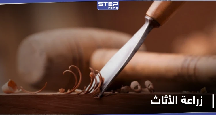 زراعة الأثاث بدل تصنيعه.. دراسة علمية تبدأ تجاربها في المختبرات