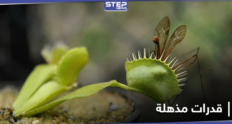 بقدرات يمتلكها البشر... نباتات المفترس "صائد الذباب" تدهش العلماء بقدراتها الفريدة