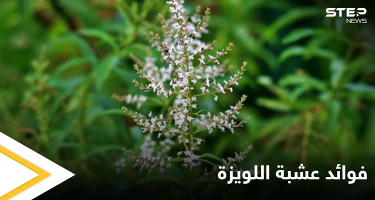 منها التنحيف وتقوية المناعة.. تعرف فوائد عشبة اللويزة الكثيرة للصحة والجمال