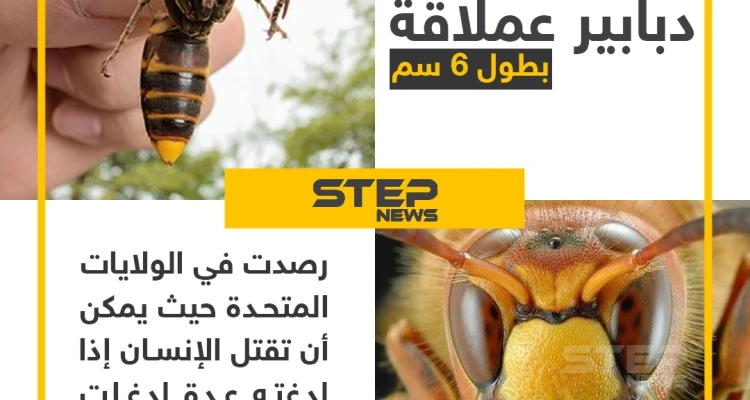 انتشار "الدبابير القاتلة" في الولايات المتحدة الأمريكية