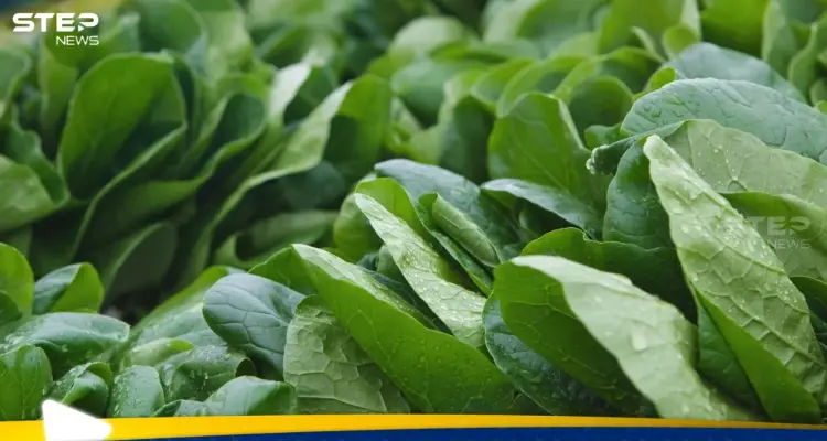 السبانخ النيئة أم المطبوخة.. أيهما أكثر فائدة للصحة؟: أخبار