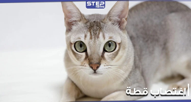 باسل واحمد المتحرشين بالقطة يتصدر قائمة الترند في "تويتر".. واستنكار واسع من المشهد
