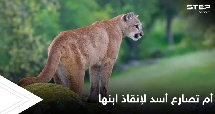 أم أمريكية شجاعة تقاتل أسداً جبلياً بيديها العاريتين بعد مشاهدته يجر ولدها الصغير