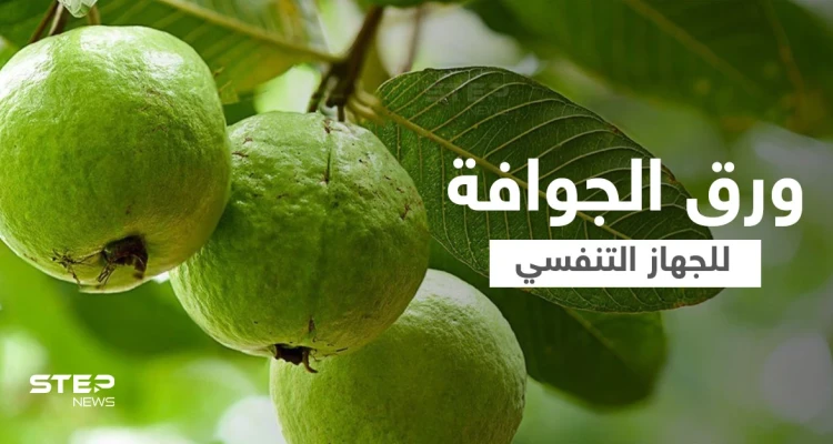 فوائد ورق الجوافة للجهاز التنفسي وعلاج أعراض الإنفلونزا إليك أهم المعلومات