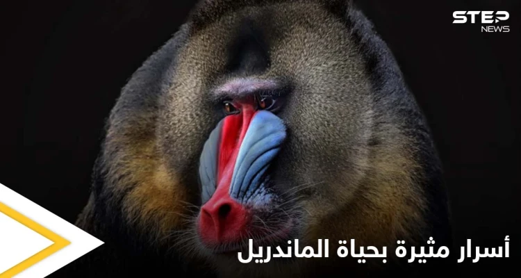 أسنانه تشير إلى جنسه وتحدد قدرته على الإنجاب.. حقائق غريبة في حياة "الماندريل" أكبر قرود العالم القديم الملونة