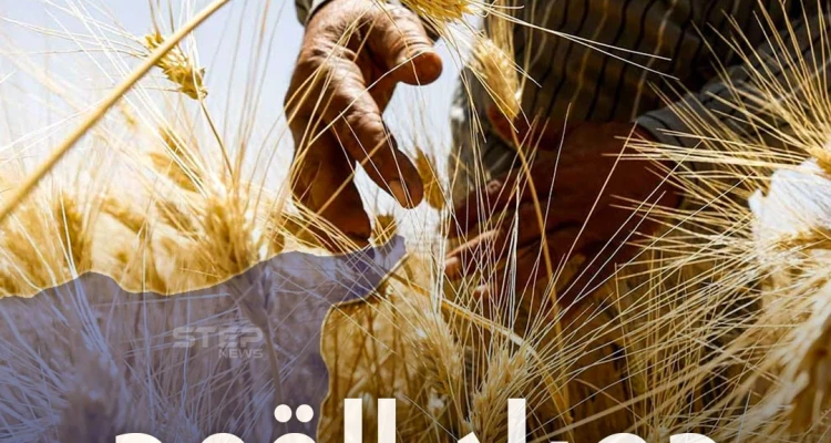 بدء موسم حصاد القمح بريف الكسوة جنوب دمشق