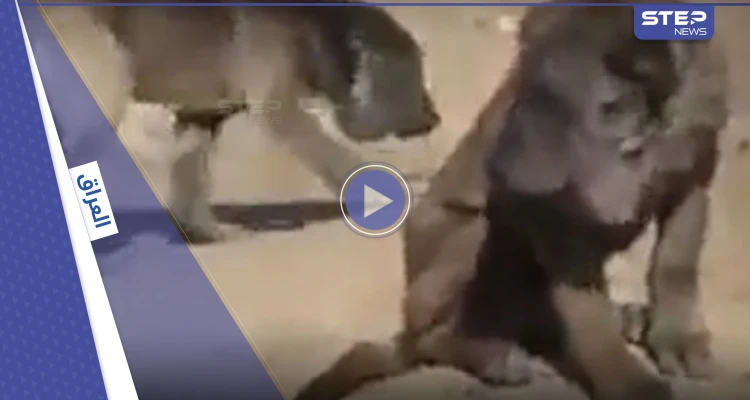 بالفيديو|| العثور على حيوان غريب مثير للدهشة في العراق يجمع بين الأسد والكلب
