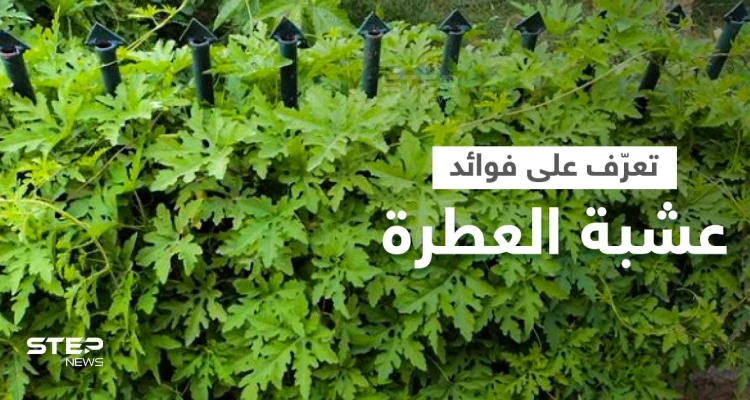 تعرف على فوائد عشبة العطرة لعلاج الالتهابات والتخلص من السموم وأعراضها الجانبية