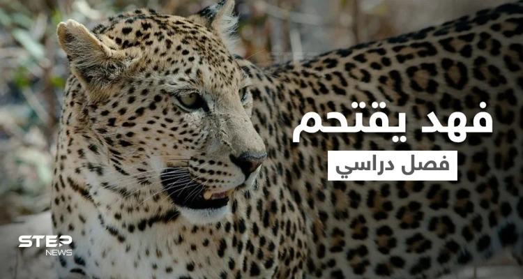 بالفيديو|| بطريقة متوحشة فهد يقتحم فصل دراسي ويكشر عن أنيابه ويثير الذعر بين الطلاب ويصيب أحدهم بجروح