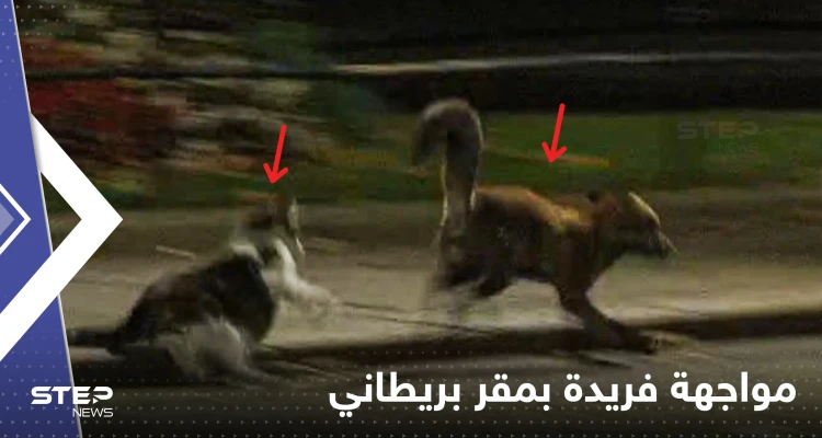 قط وثعلب.. مقر حكومة بريطانيا يشهد مواجهة فريدة من نوعها