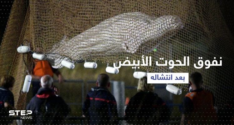 بالفيديو || نفوق الحوت الأبيض بعد انتشاله من نهر السين