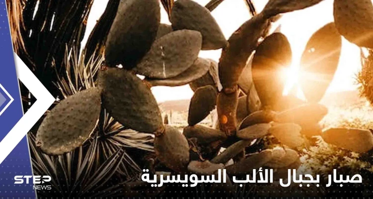 صحيفة: العثور على نبتة تنذر بكارثة مناخية على جبال الألب السويسرية