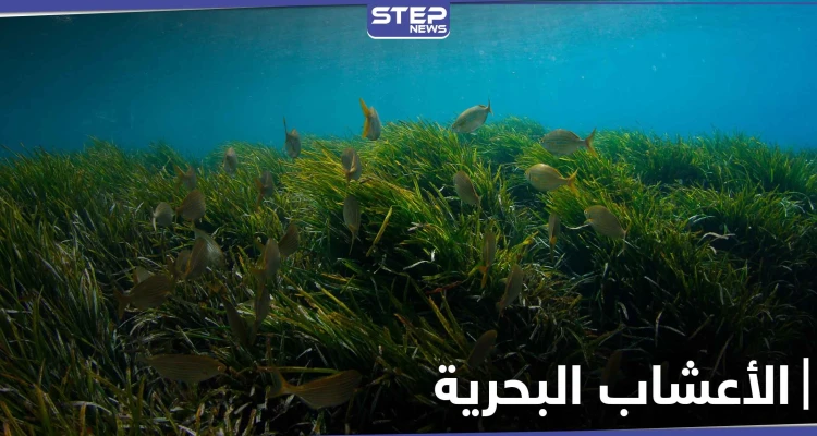 فوائد الأعشاب البحرية وخواصها الصحية و استخداماتها الجمالية للبشرة والشعر