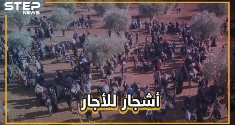 هل تصدق!! بعض أهالي شمال إدلب يؤجرون "ظلال الأشجار" للنازحين من القصف!!