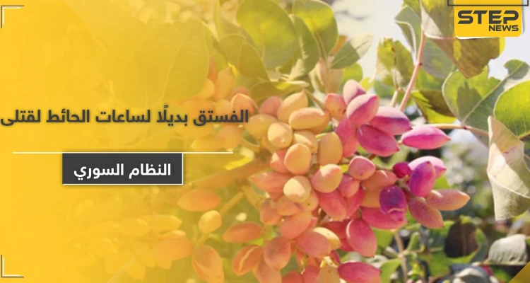 النظام السوري يستولي على محاصيل الفستق الحلبي بـ كفرزيتا وجنوبي إدلب.. مليارات الليرات ستذهب لأسر قتلاه!