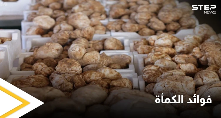 الكمأة.. فوائد صحية عديدة في ثمرة نادرة